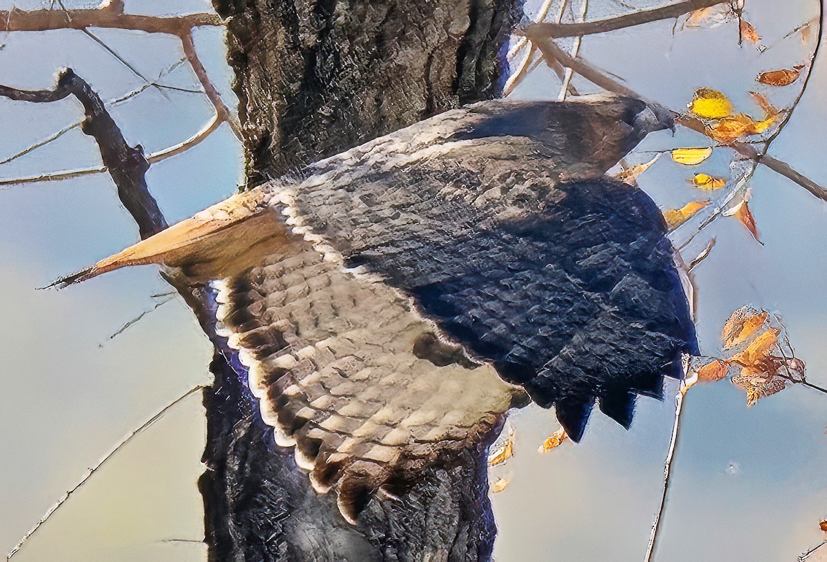 Red-tailed Hawk - ML644755828