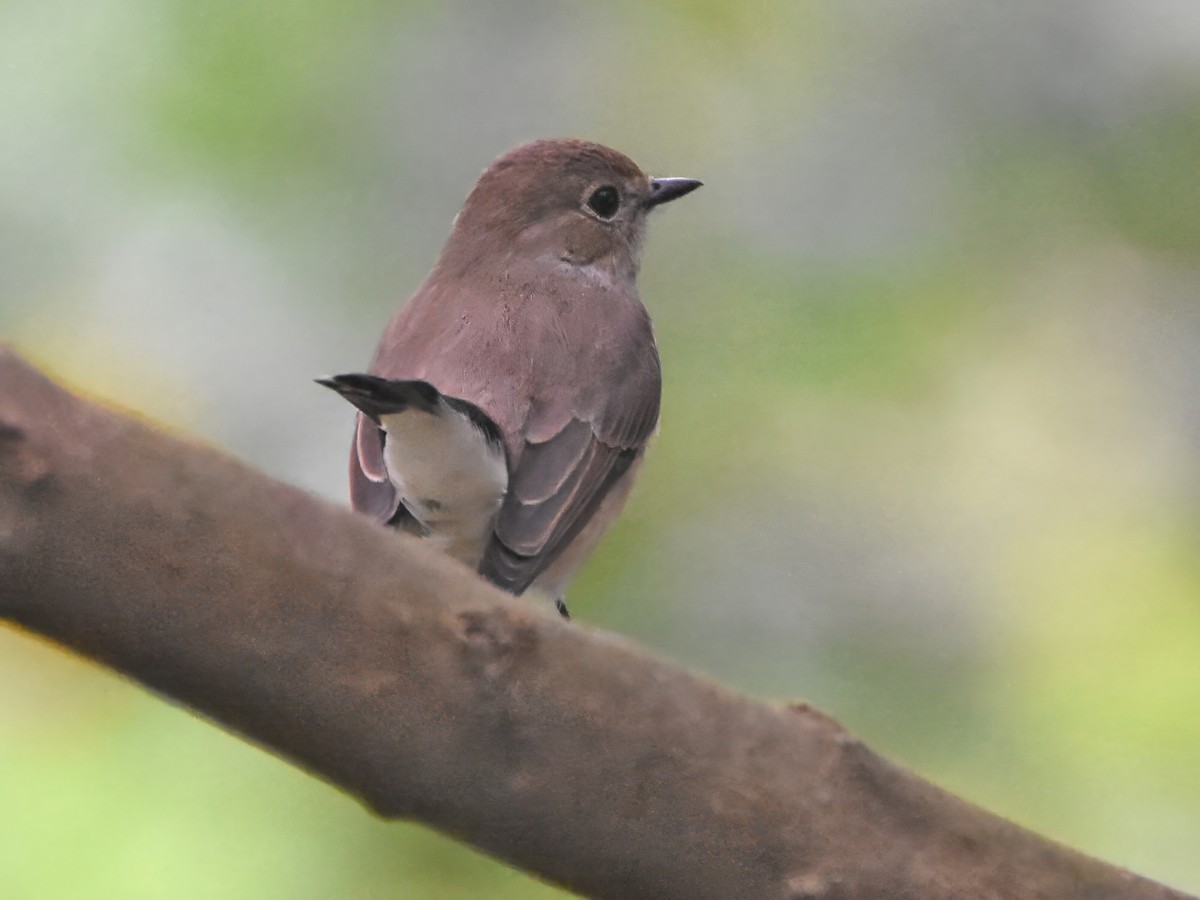 Taiga Flycatcher - ML644755830