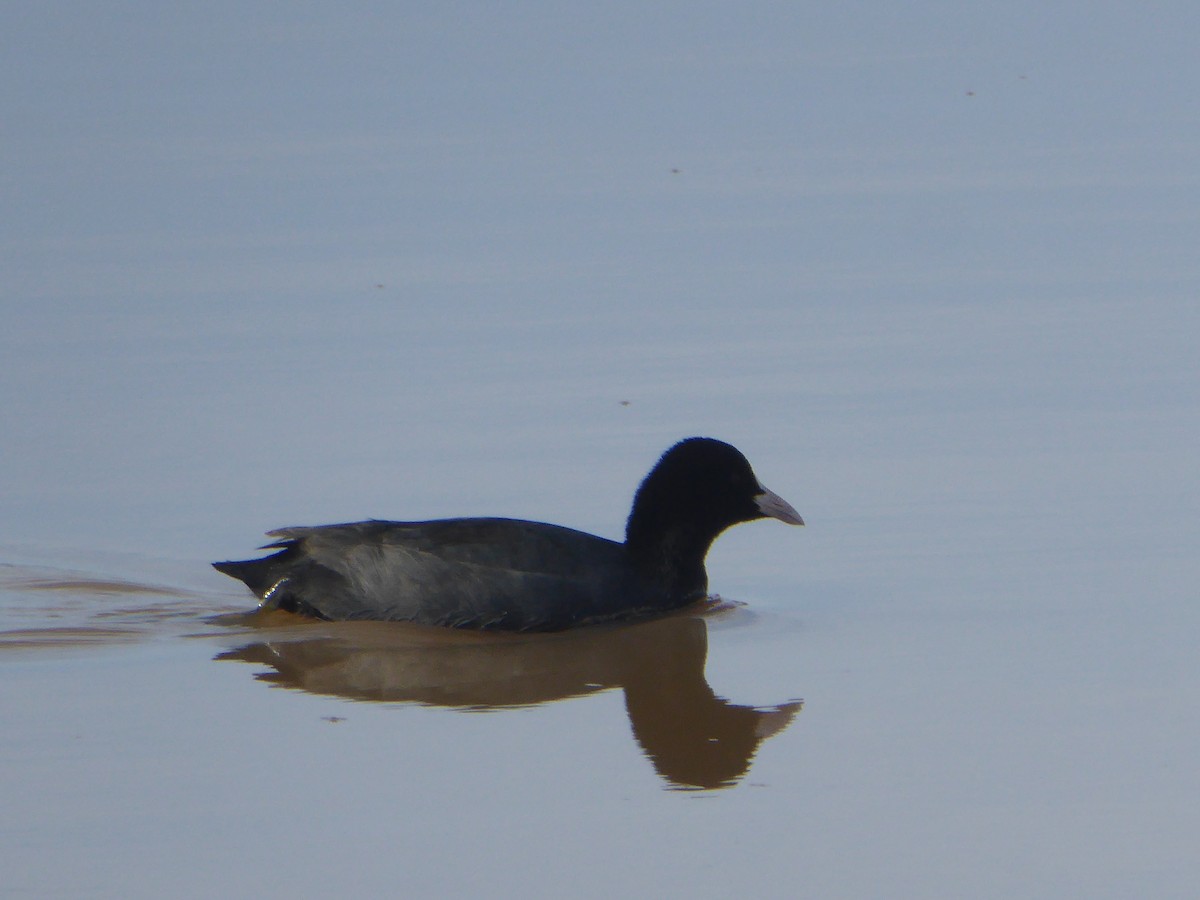 Халзан түнжүүр - ML644755834