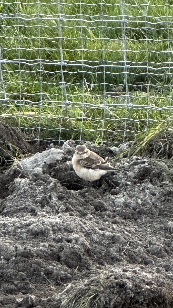 svartstrupesteinskvett - ML644755850