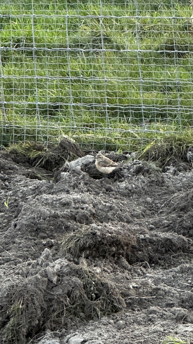 svartstrupesteinskvett - ML644755852