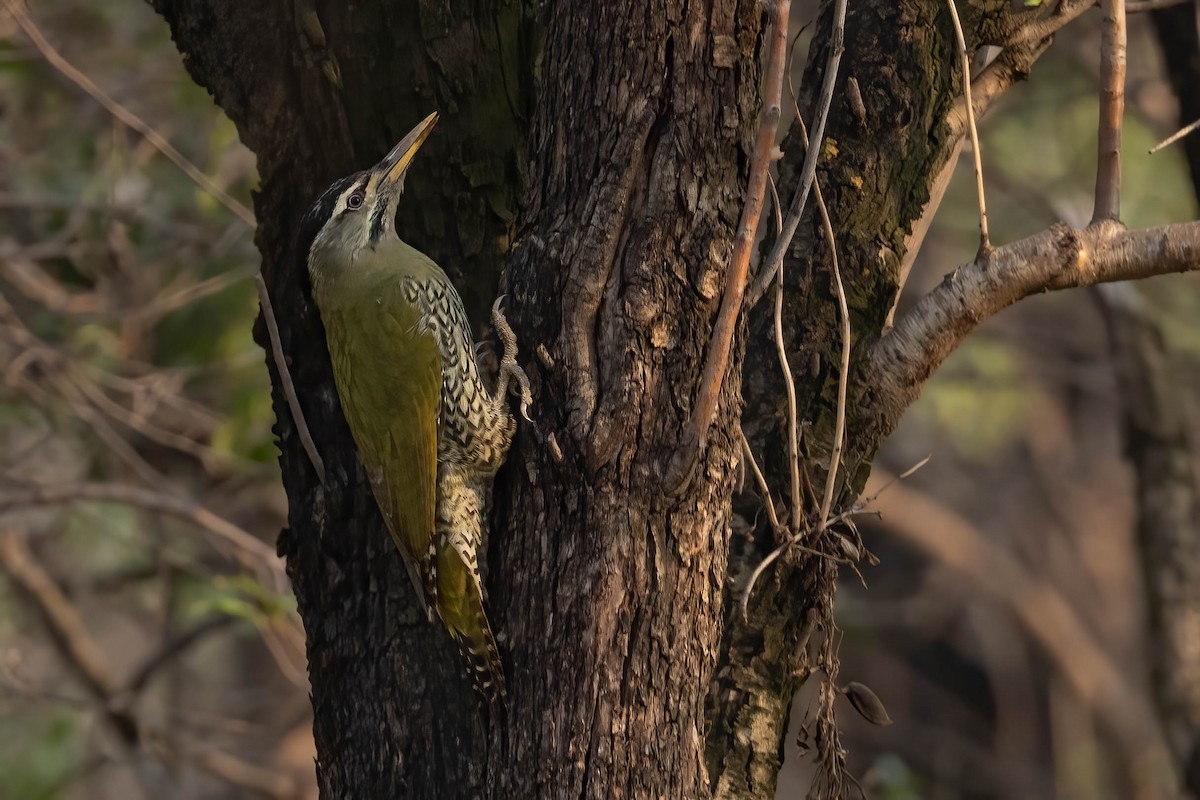 Scaly-bellied Woodpecker - ML644755867