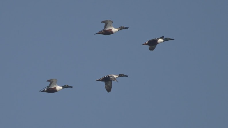 Широконоска - ML644755877