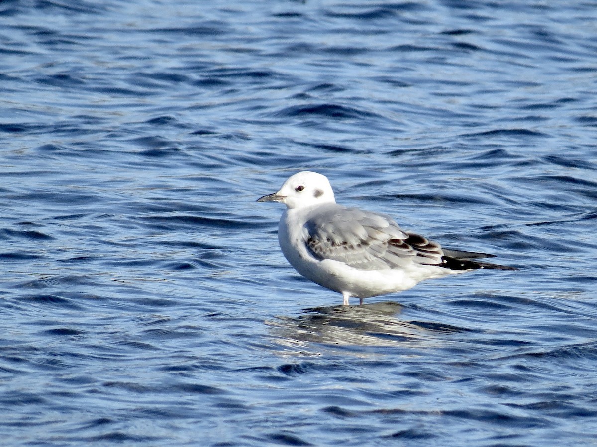Bonaparte's Gull - ML644755885