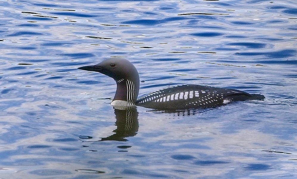 צוללן שחור-גרון - ML644755897