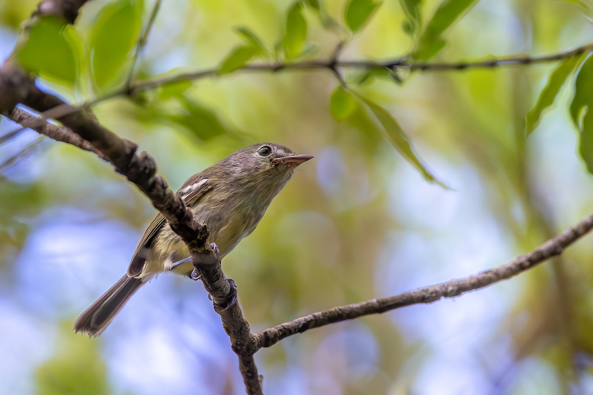 Flat-billed Vireo - ML644755902