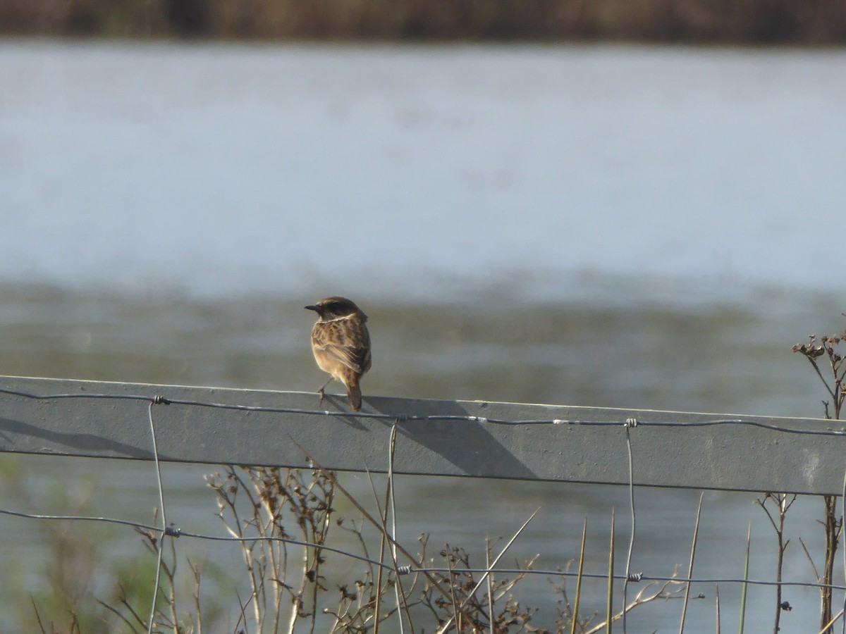 European Stonechat - ML644755904