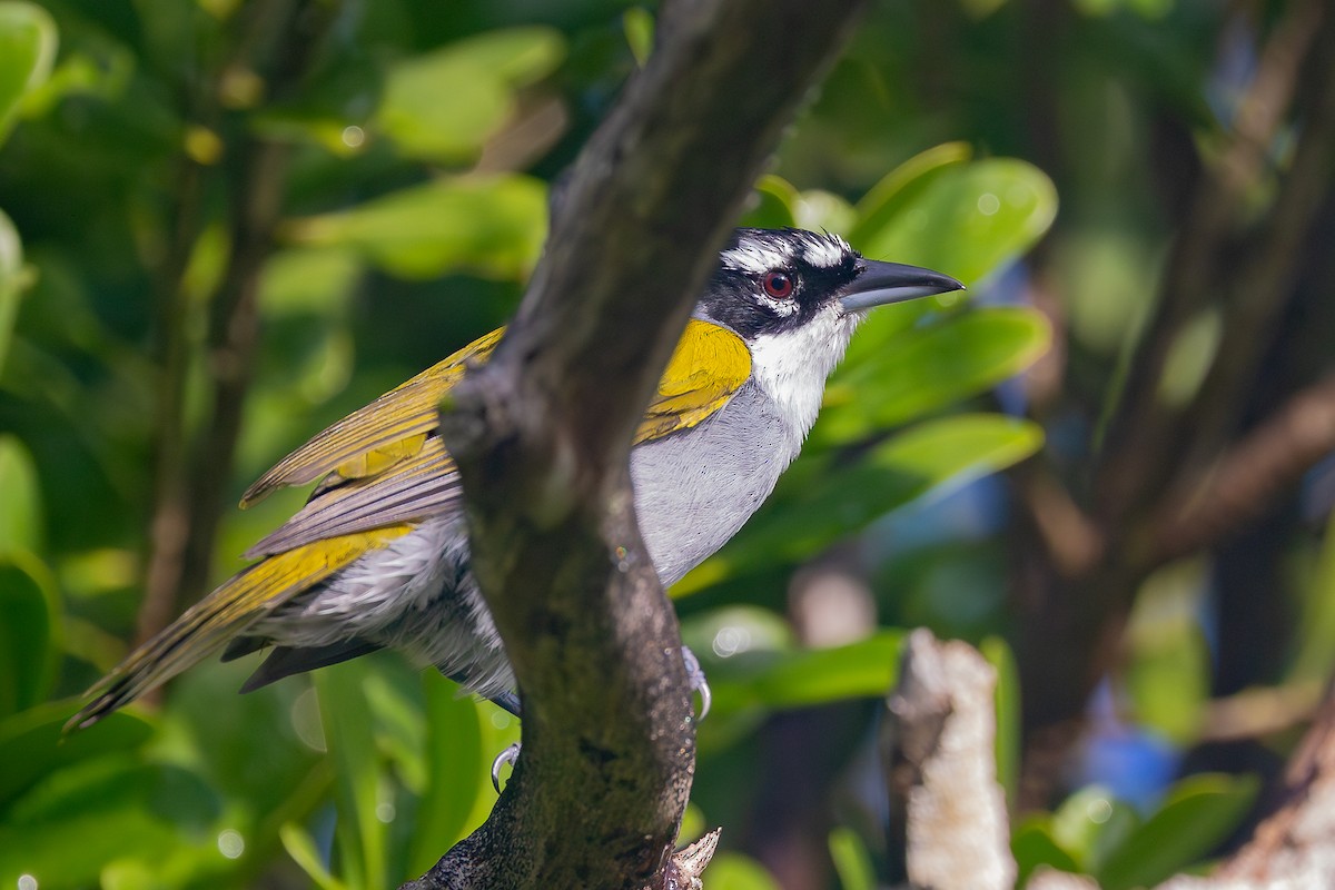 Пальмагра чорноголова - ML644755909