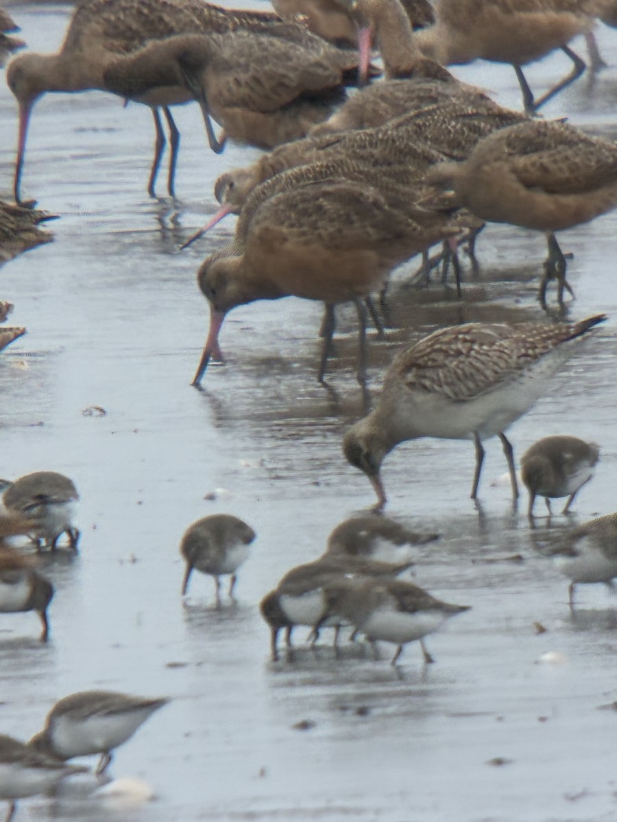 břehouš rudý - ML644755912