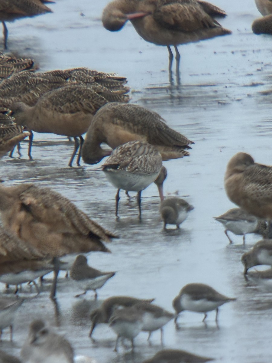 břehouš rudý - ML644755915