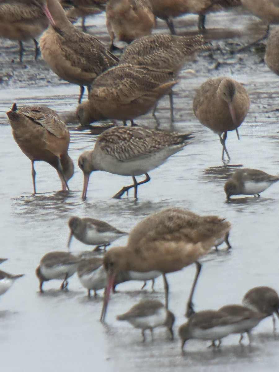 břehouš rudý - ML644755917