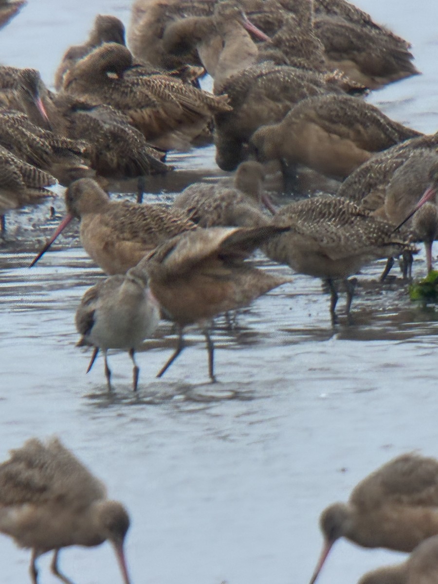 břehouš rudý - ML644755919