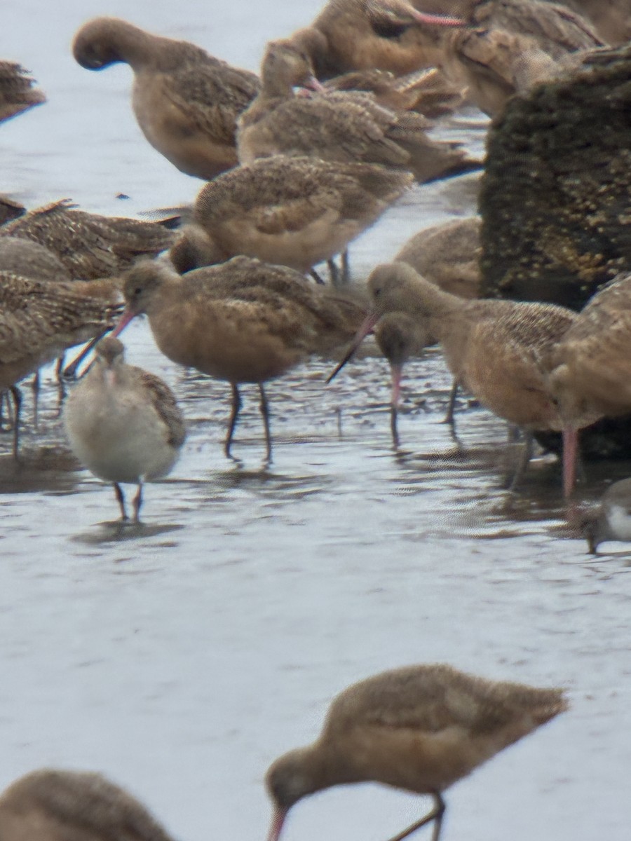 břehouš rudý - ML644755920