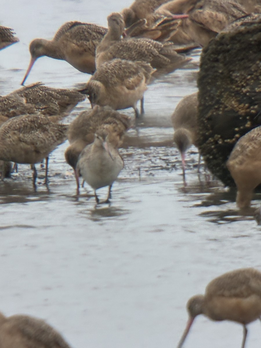 břehouš rudý - ML644755921