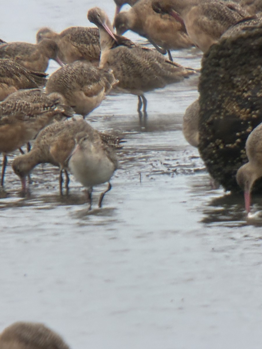 břehouš rudý - ML644755922