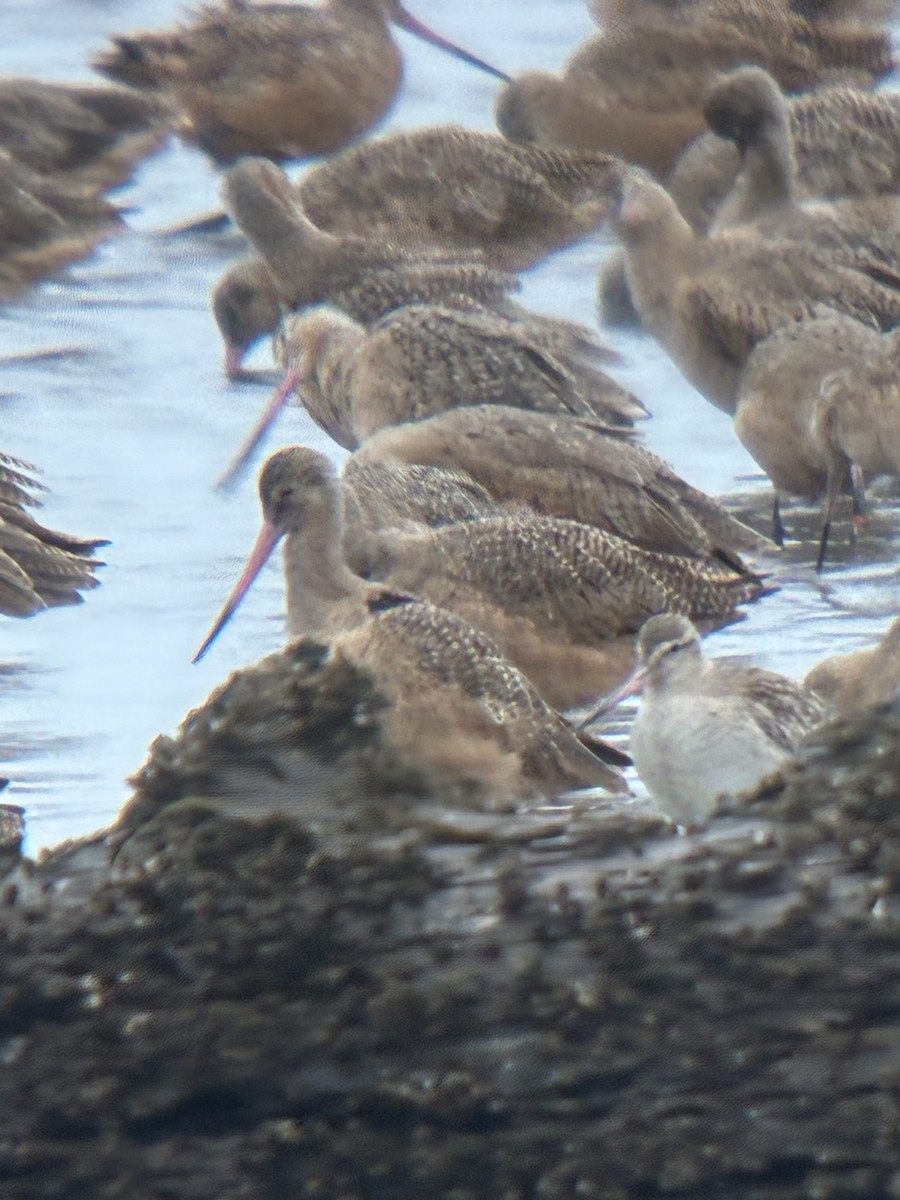 břehouš rudý - ML644755923