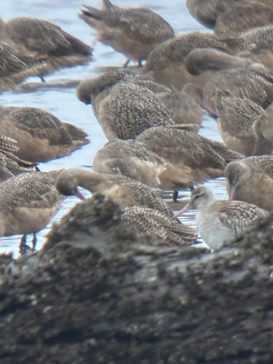 břehouš rudý - ML644755924