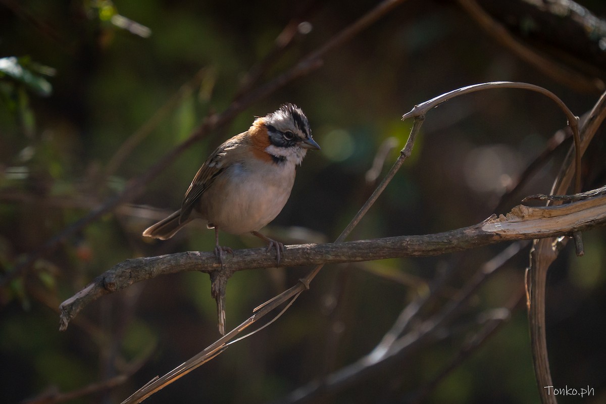 Rufous-collared Sparrow - ML644755947