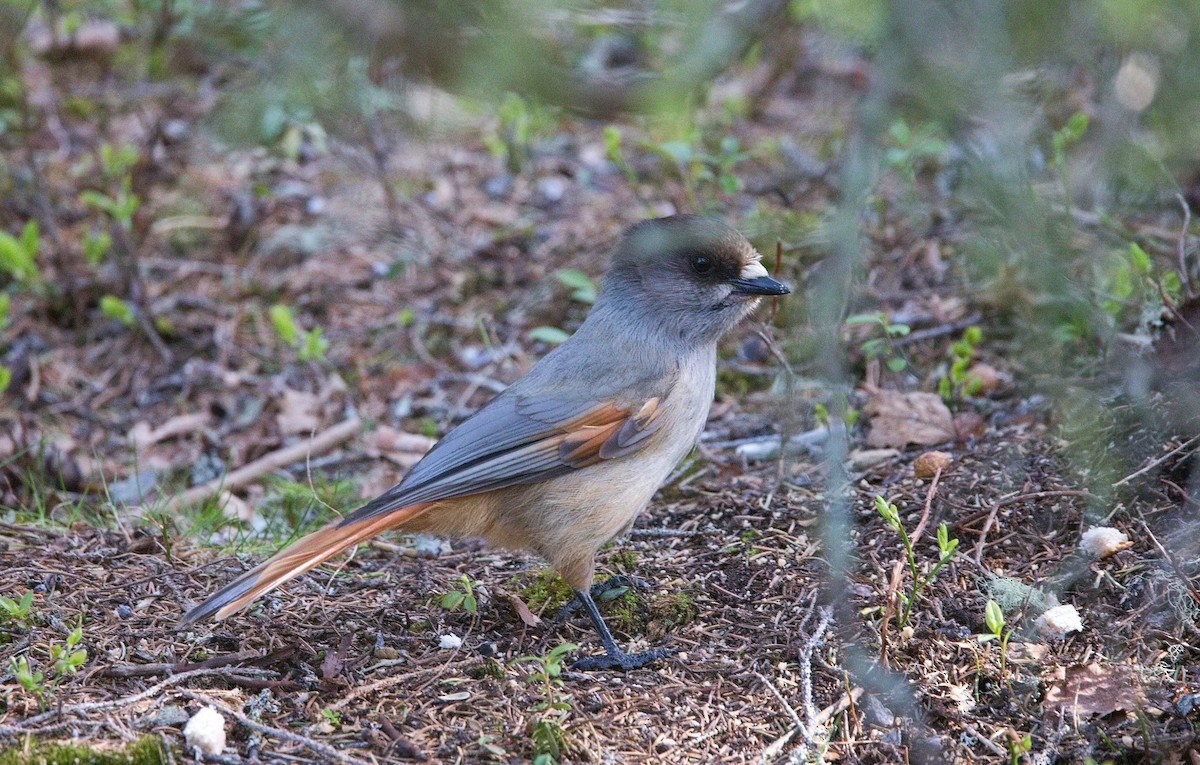 Siberian Jay - ML644755955