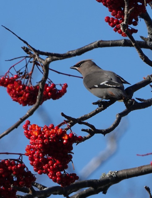 Seidenschwanz - ML644755958