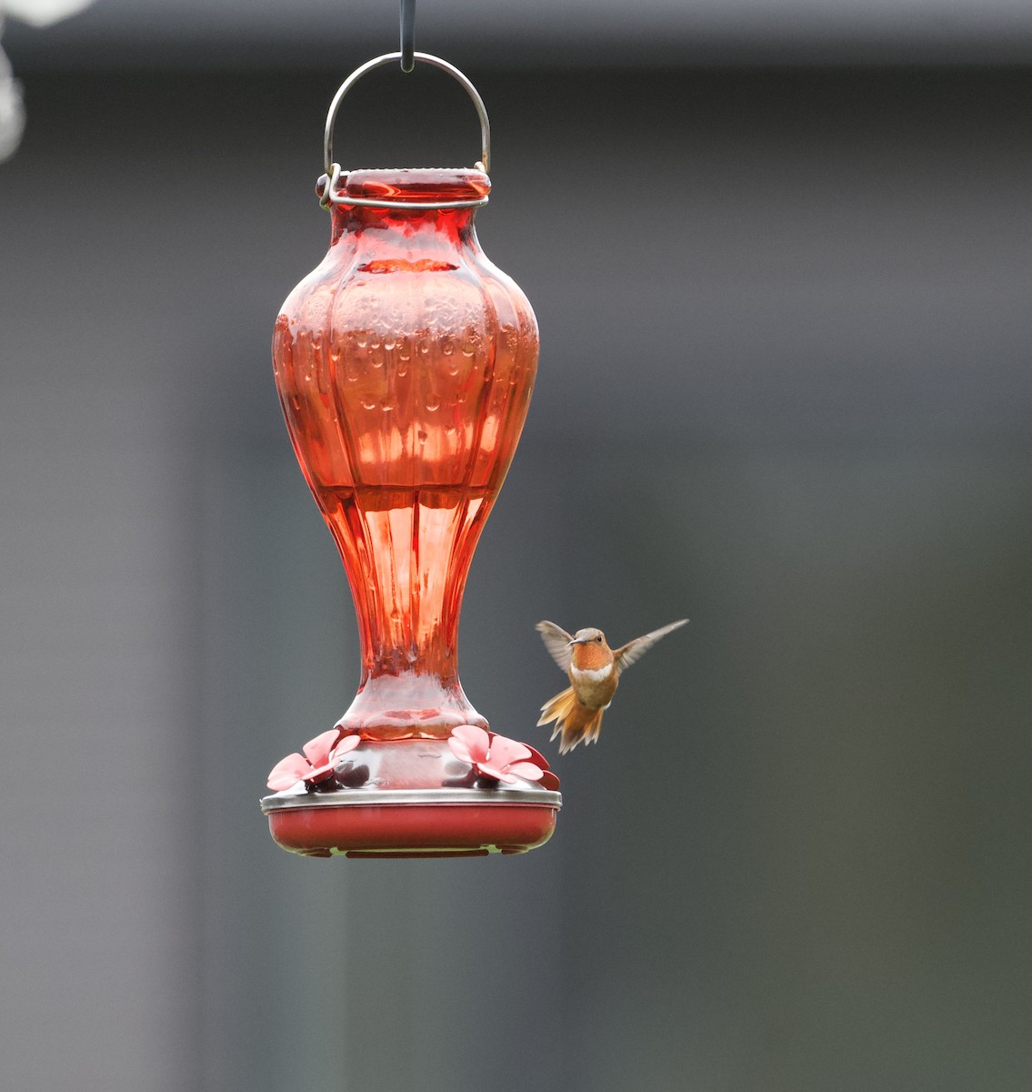 Rufous Hummingbird - ML644755961