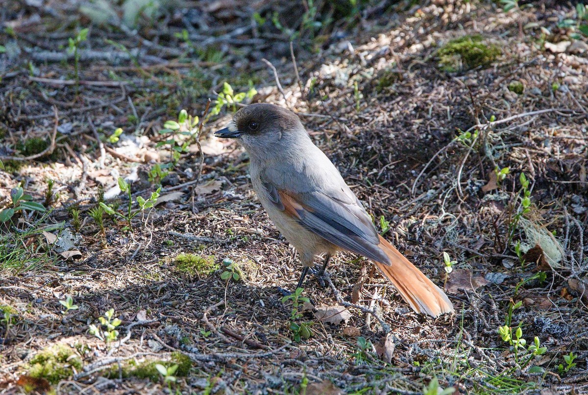 Siberian Jay - ML644755965