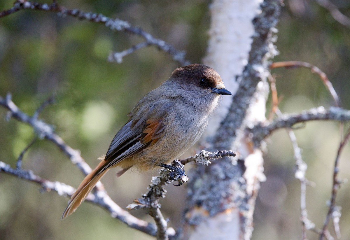 Siberian Jay - ML644755973