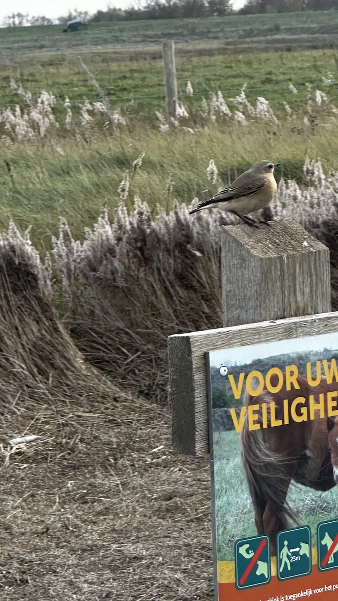 Northern Wheatear - ML644755974