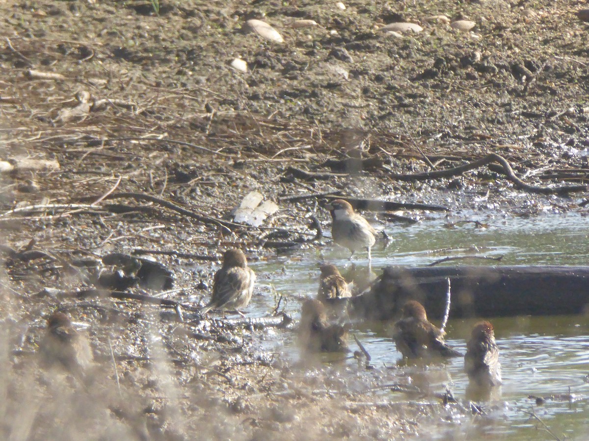 Spanish Sparrow - ML644755980