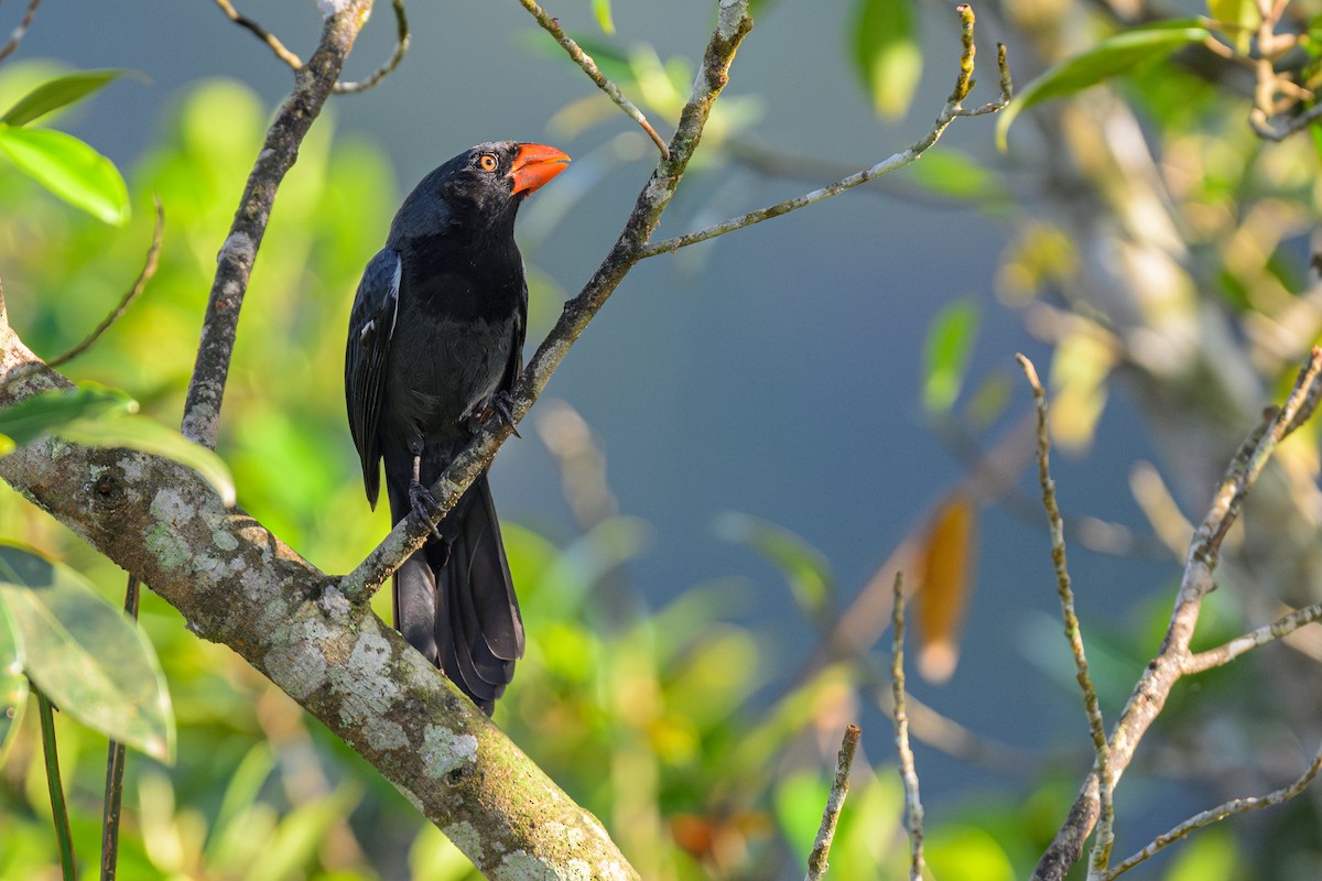 Black-throated Grosbeak - ML644755982