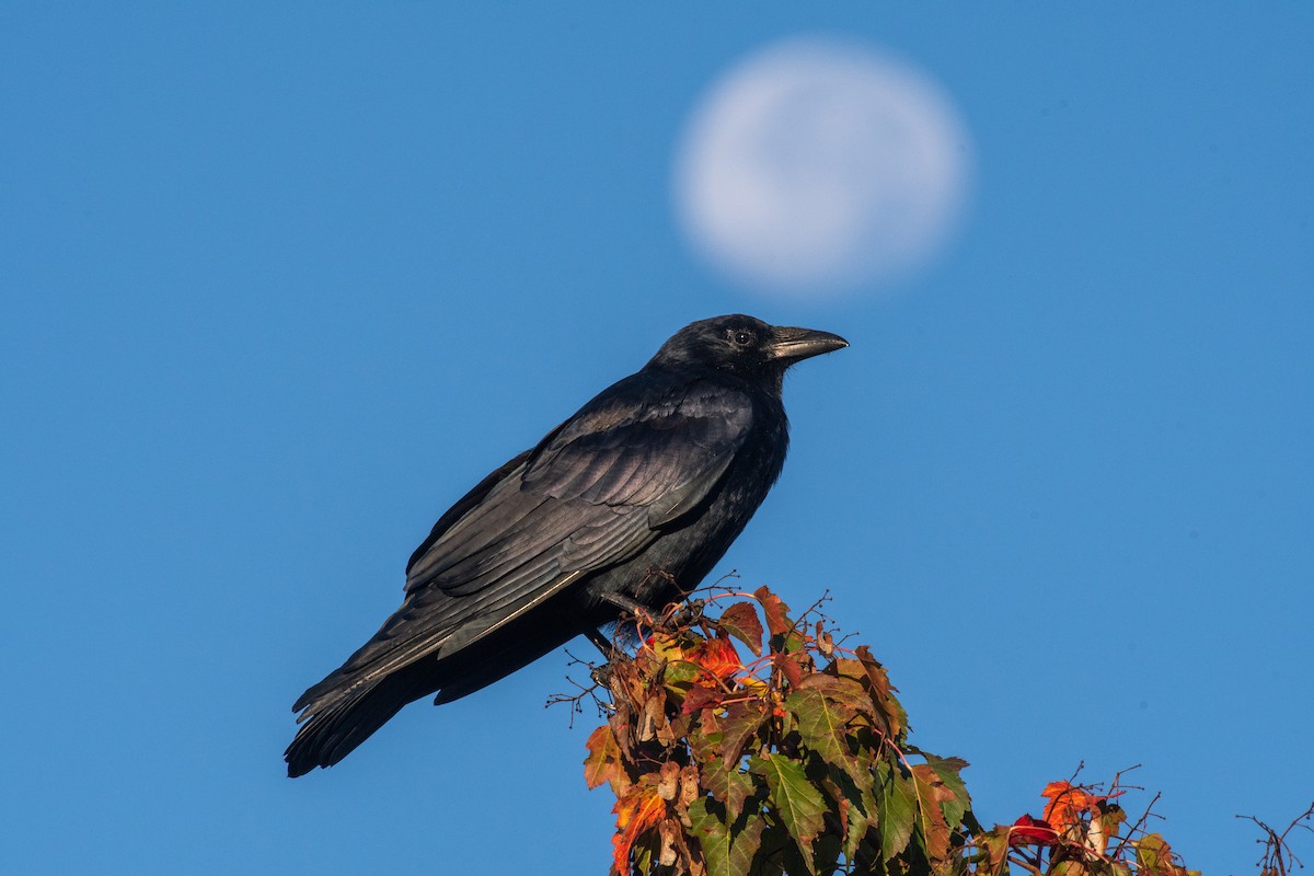 American Crow - ML644755984