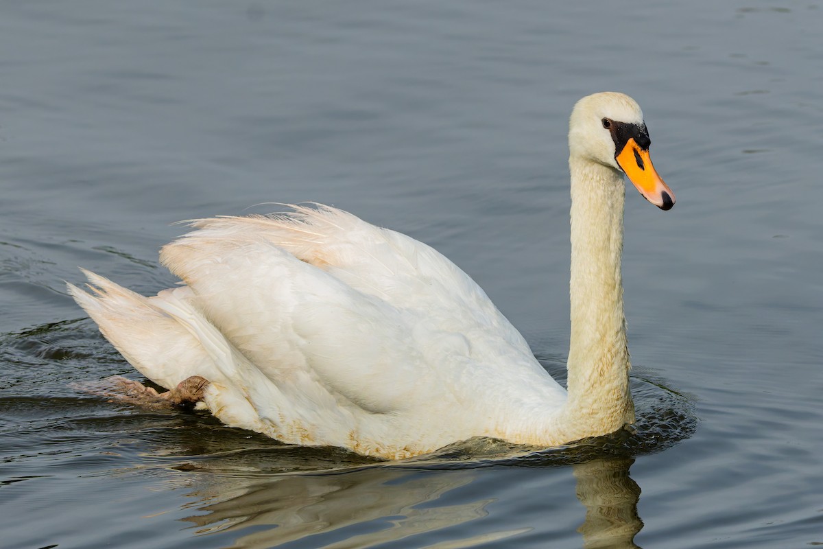 Cygne tuberculé - ML644755990