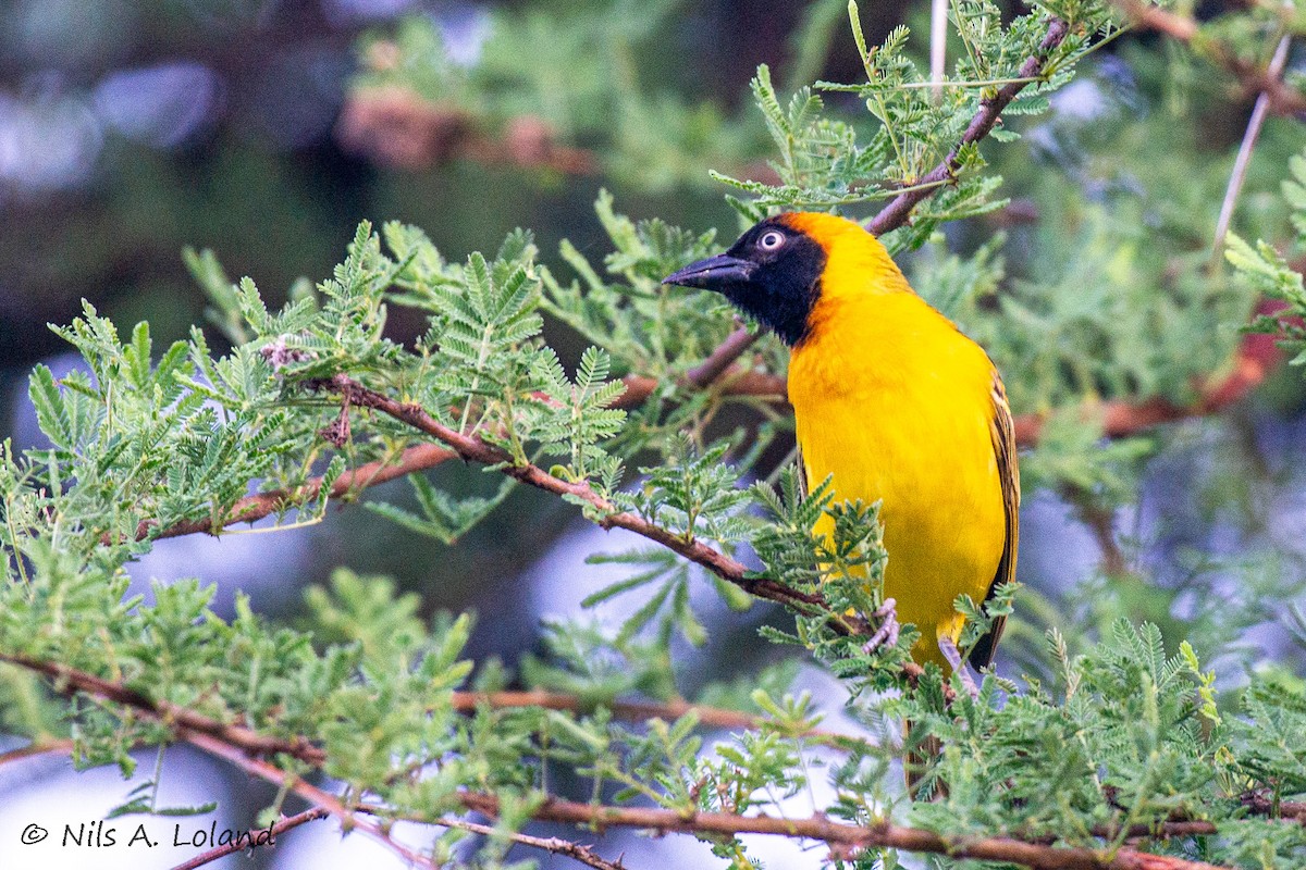 Lesser Masked-Weaver - ML644755998