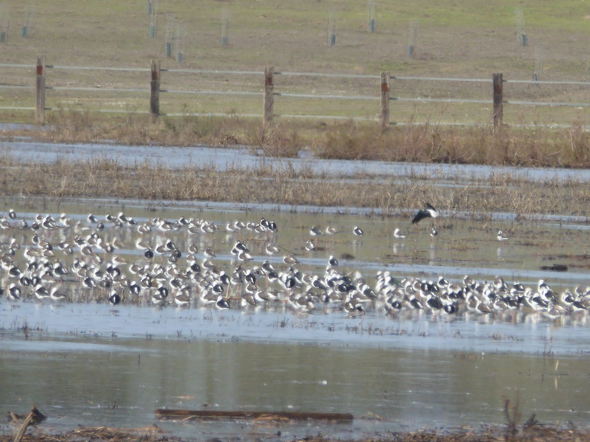 Эгэл хилэн жигүүр - ML644755999