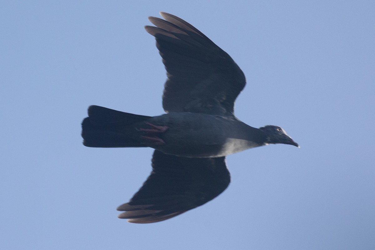 holub antilský - ML644756001