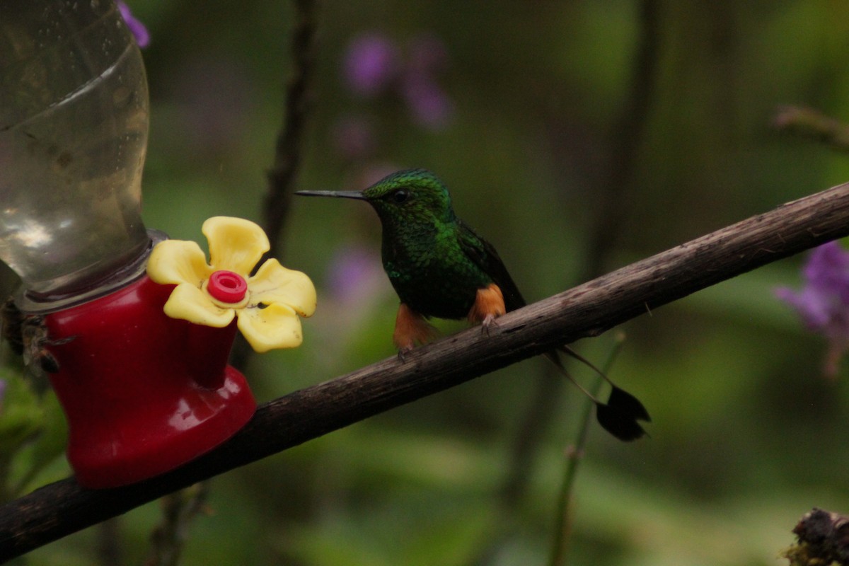 Peruvian Racket-tail - ML644756004
