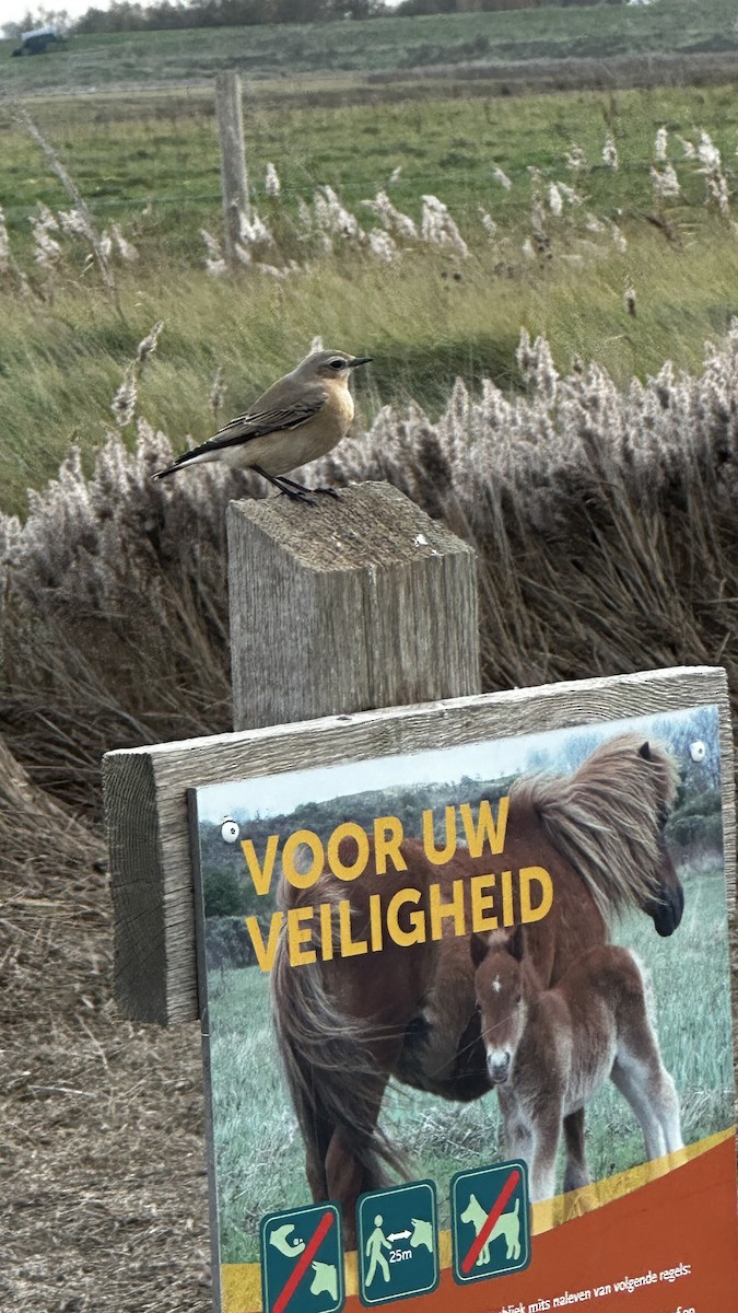 Northern Wheatear - ML644756010