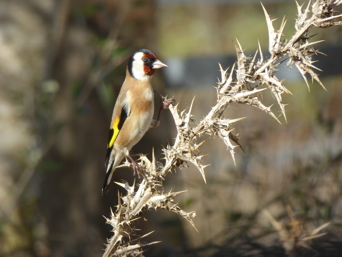 Бор бужирга - ML644756011