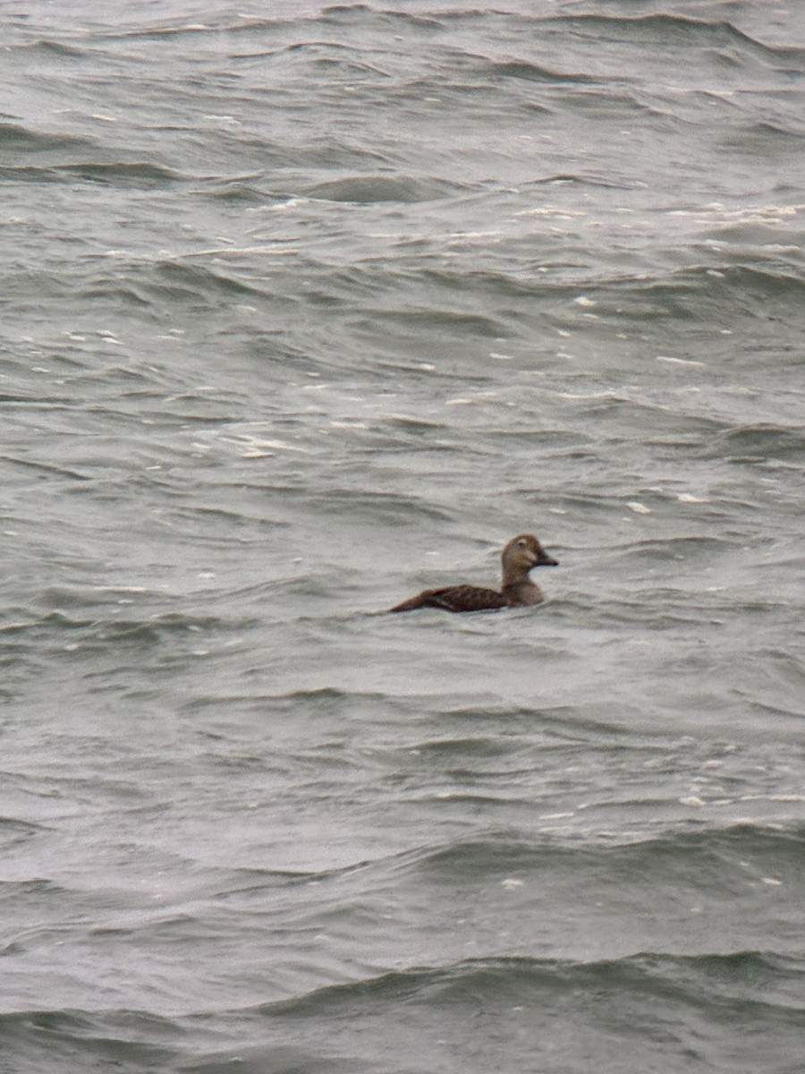 Гага-гребенушка - ML644756048