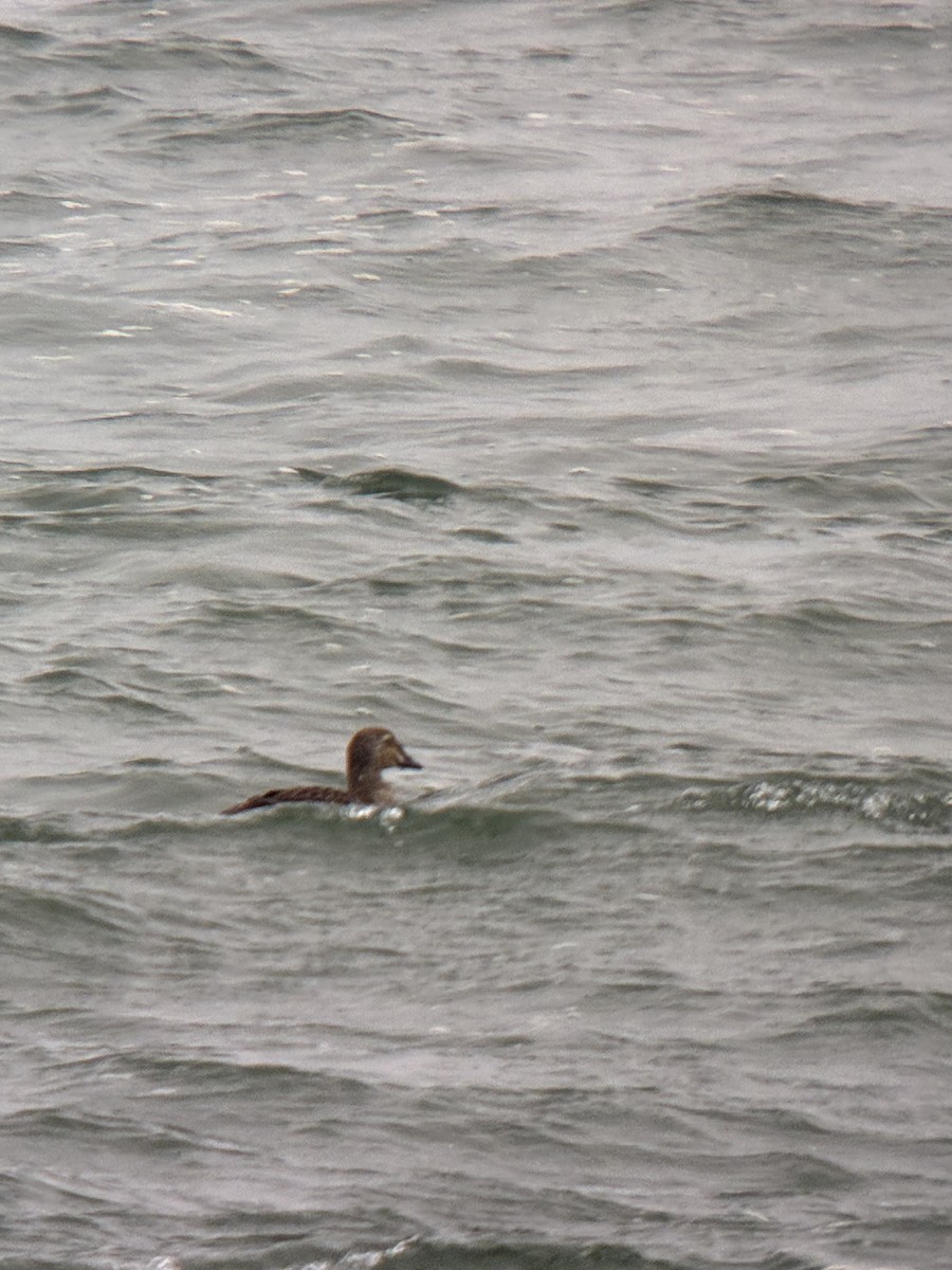 Гага-гребенушка - ML644756049