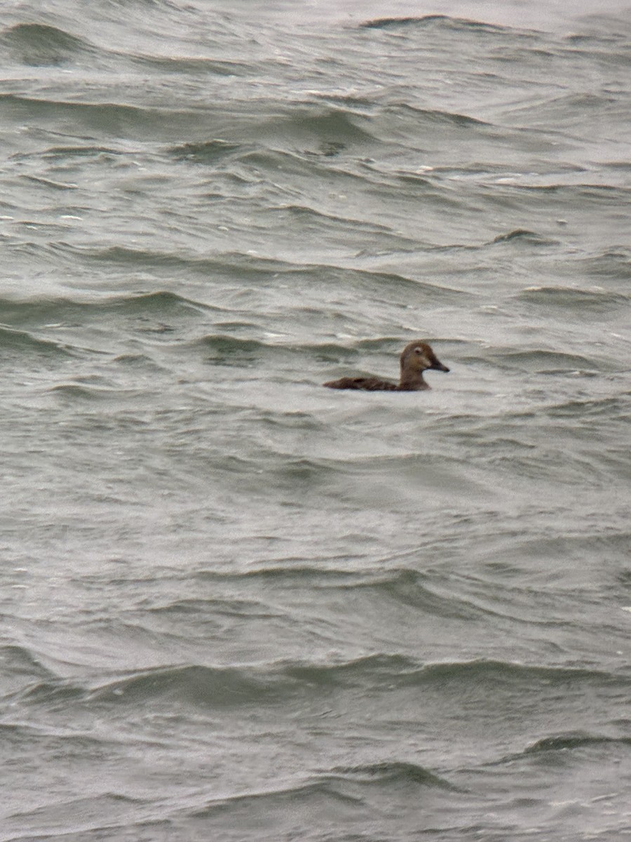 Гага-гребенушка - ML644756050