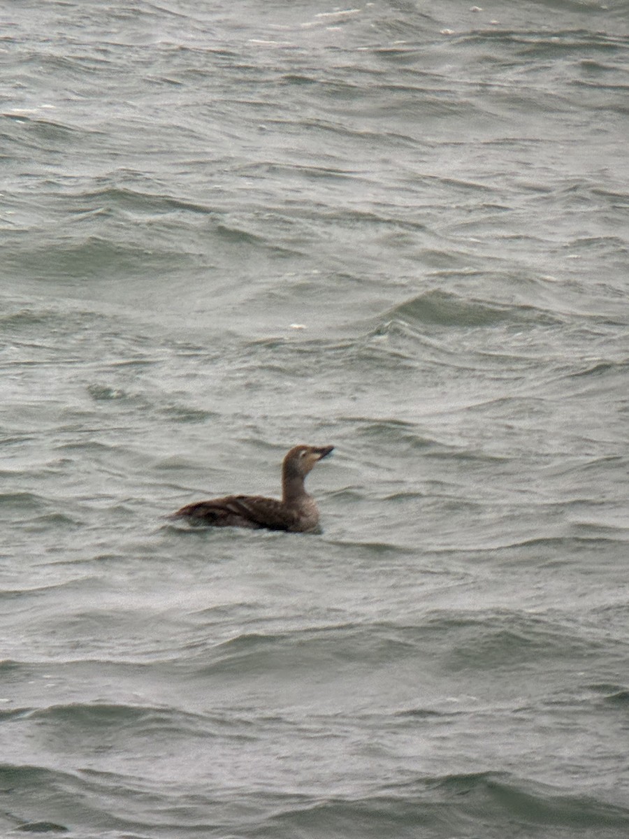 Гага-гребенушка - ML644756051