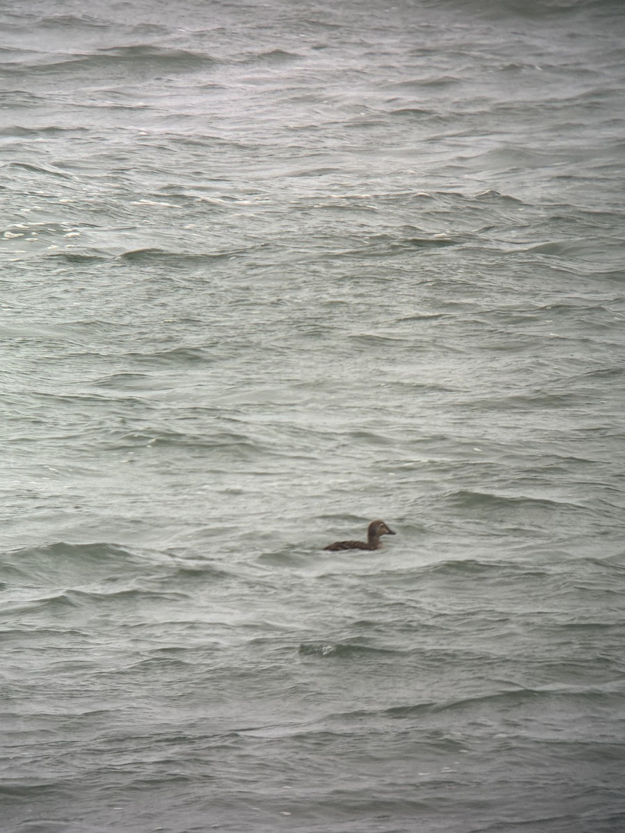 Гага-гребенушка - ML644756052