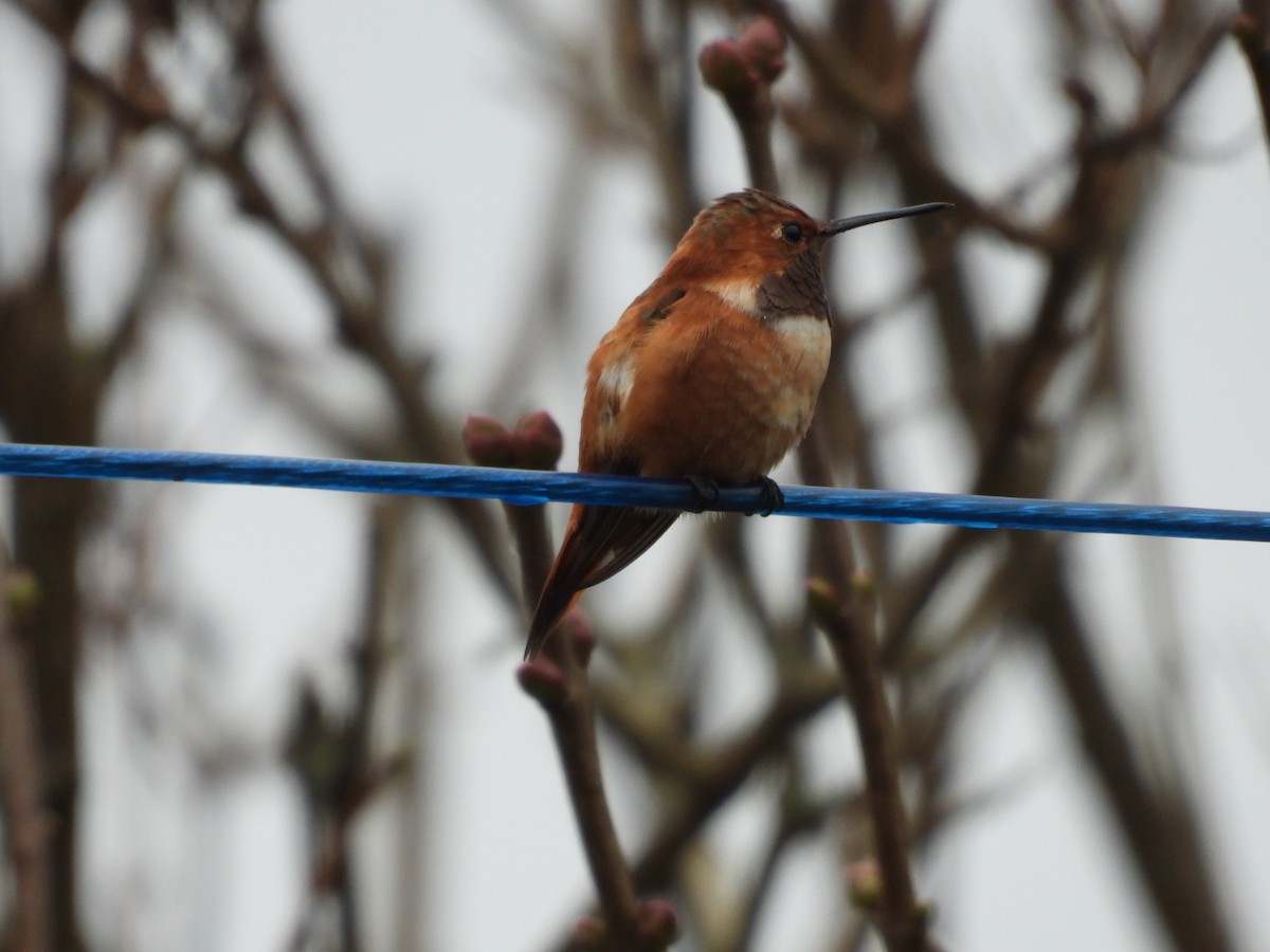 Rufous Hummingbird - ML644756056