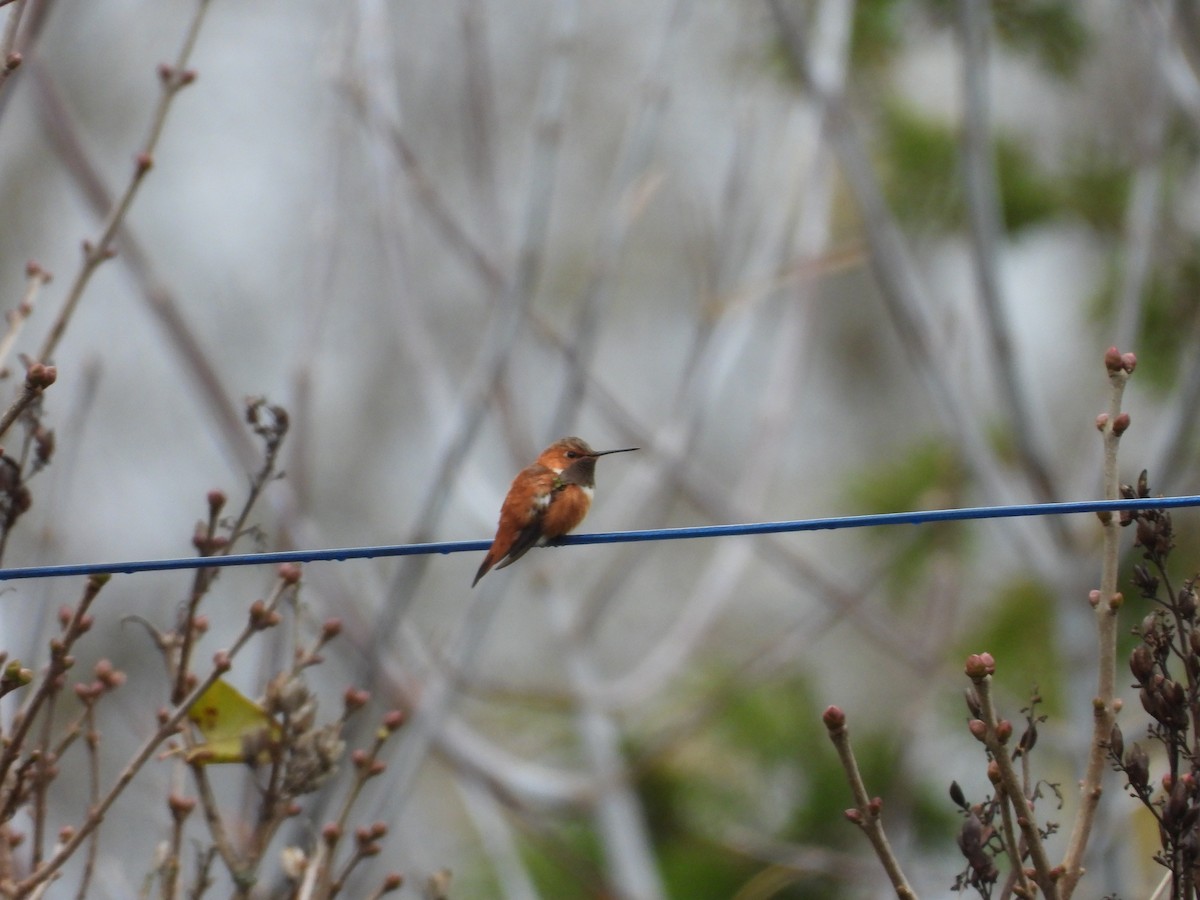 Rufous Hummingbird - ML644756057