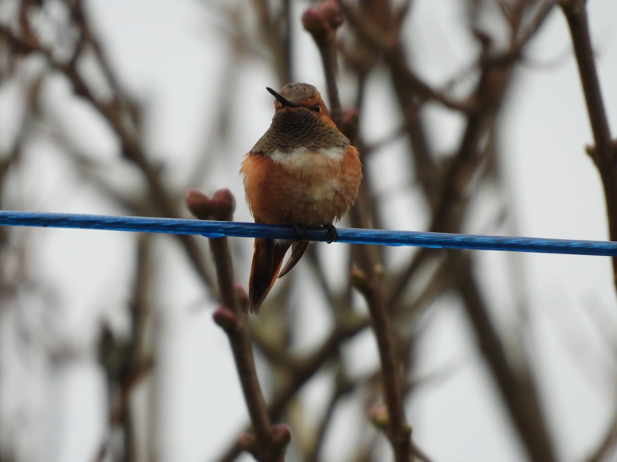 Rufous Hummingbird - ML644756058