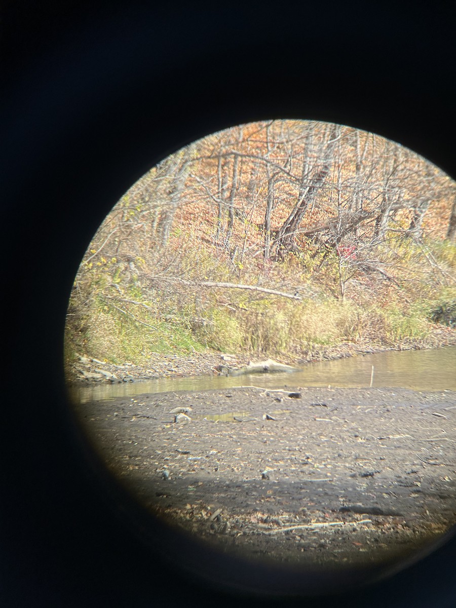 Belted Kingfisher - ML644756061