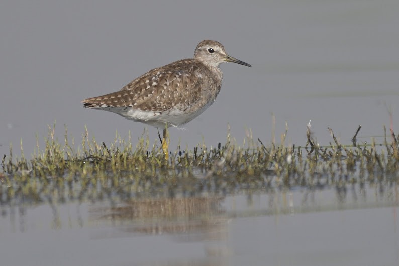 vodouš bahenní - ML644756066