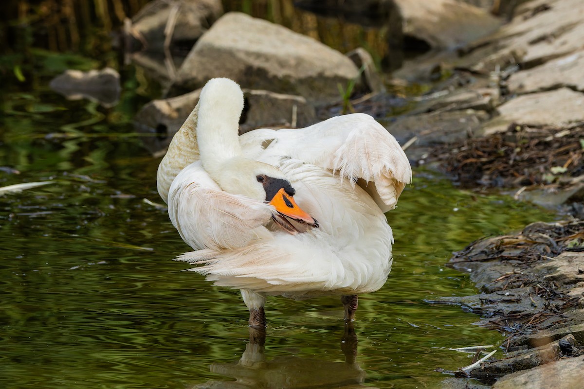 Cygne tuberculé - ML644756069