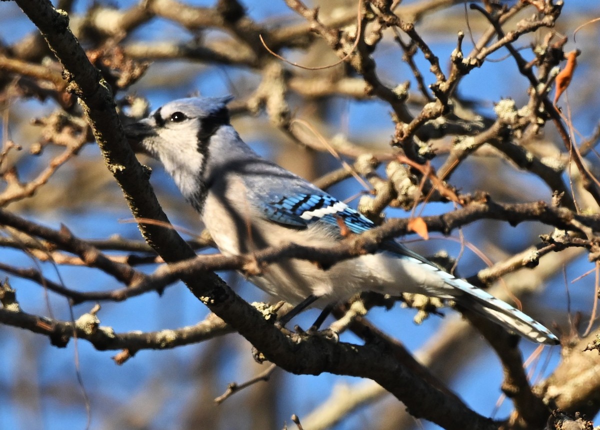 Blue Jay - ML644756072